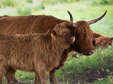 Runderschouwers gezocht voor de kudde in de Broekpolder